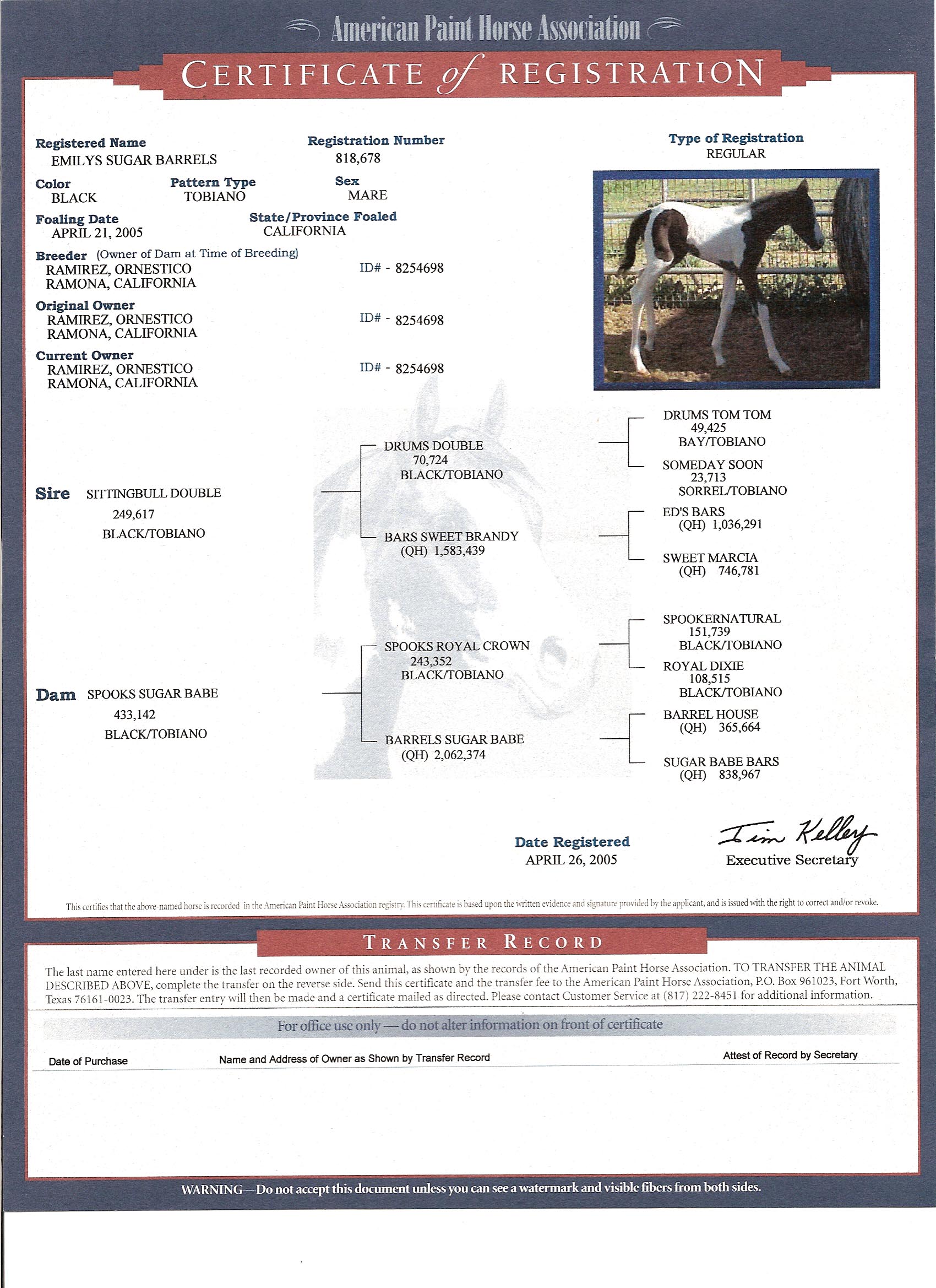 emily the black pedigree certificate